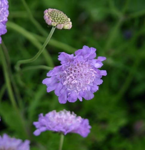 Scabiosa columbaria Butterfly Blue Griffioen - Griffioen