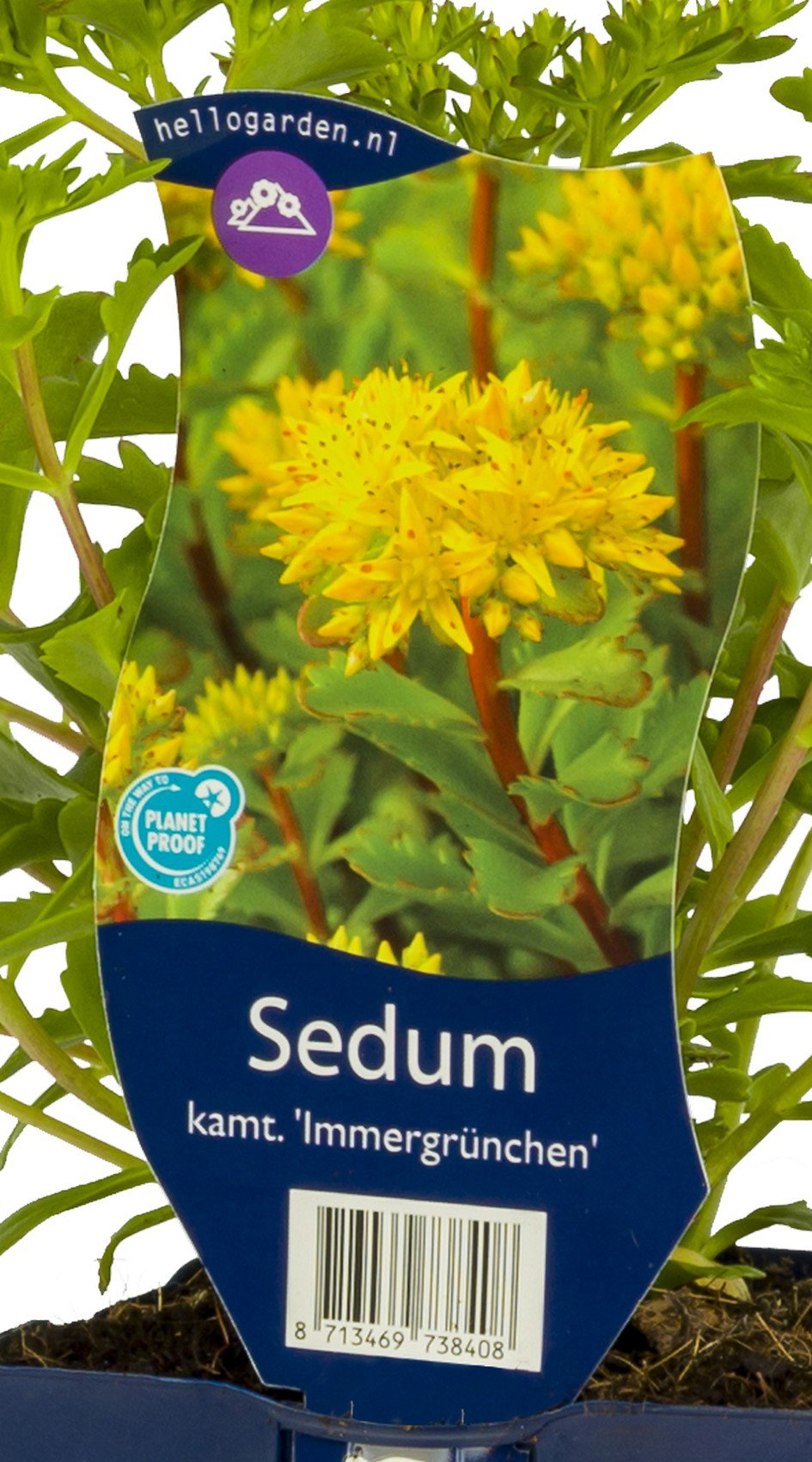 Sedum kamt. Immergrun vaste plant Griffioen - Griffioen