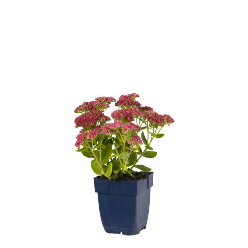 Hemelsleutel (Sedum) 'Herbstfreude' | 1 stuk | Rotsplant | plant voor rotstuin | alpine plant | 11x11 cm Kwekerspot | Roze