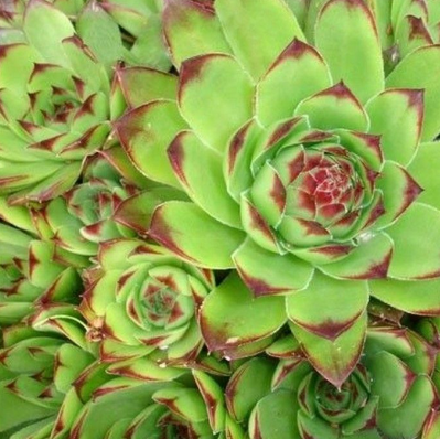 Sempervivum Groen/Green/Grun vaste plant Griffioen - Griffioen