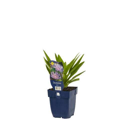 https://cdn.warentuin.nl/media/catalog/product/S/C/SCAN8713469767934_01_stokesia_laevis_griffioen_cb22.jpg