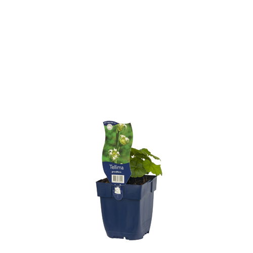 https://cdn.warentuin.nl/media/catalog/product/S/C/SCAN8713469769501_01_tellima_grandiflora_griffioen_385f.jpg