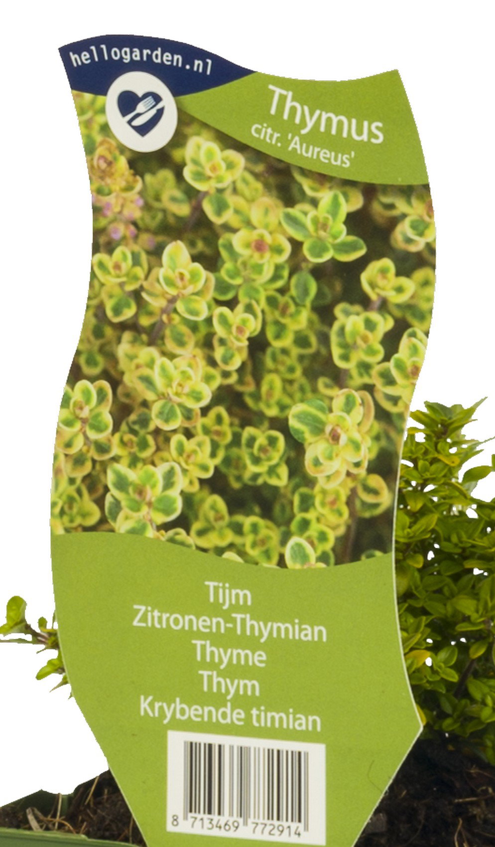 Citroen tijm kruid Thymus citriodorus. Aureus Griffioen - Griffioen