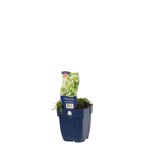 https://cdn.warentuin.nl/media/catalog/product/S/C/SCAN8713469775717_01_thymus_praecox_albiflorus_griffioen_8c7e.jpg