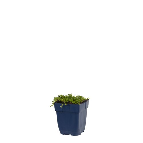 Kruiptijm (Thymus praecox) 'Albiflorus' | 1 stuk | Geurende plant | tuinplant geurend | Bodembedekker | vermijd onkruid | grondbedekker | 11x11 cm Kwekerspot | Geurend | Wit | 100%