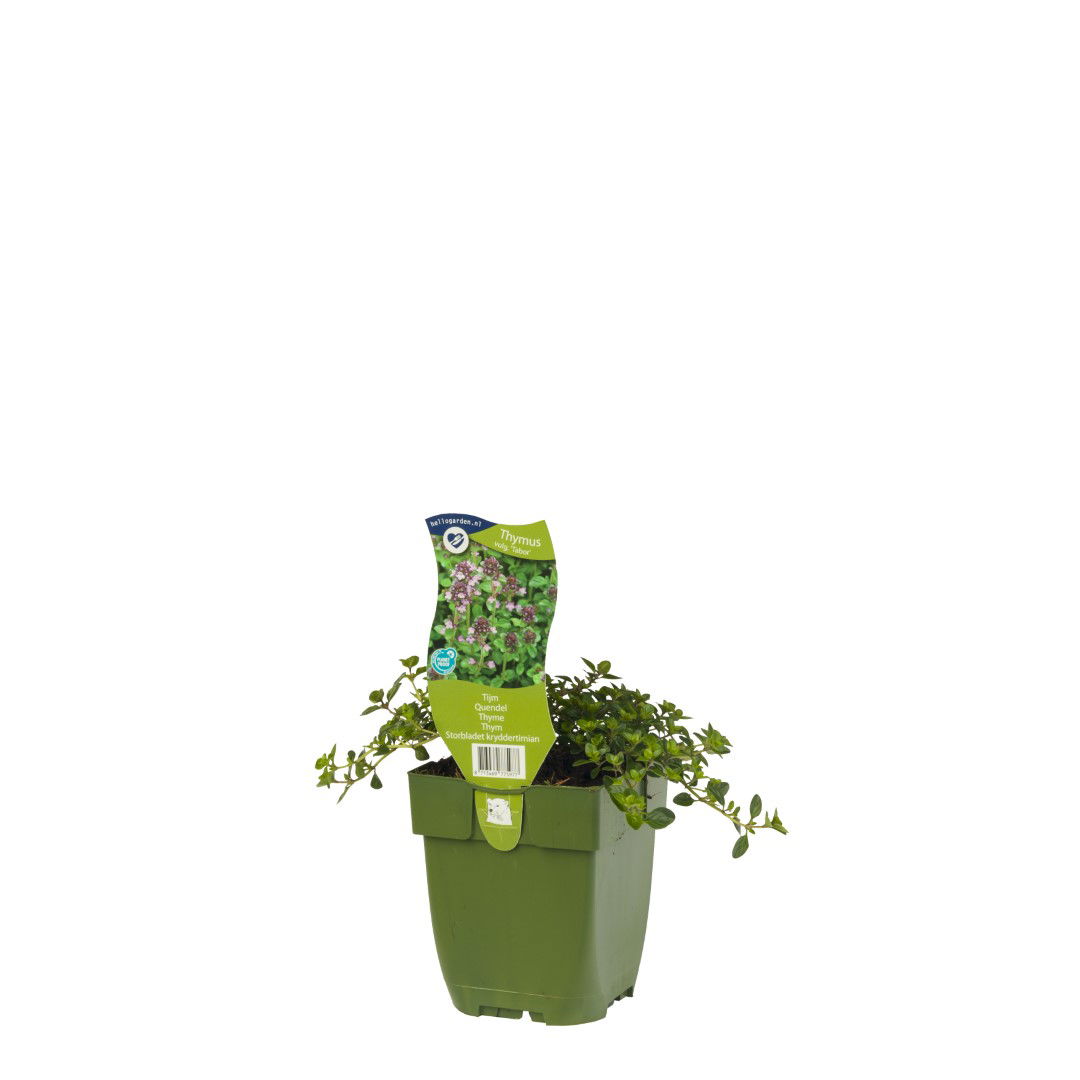 https://cdn.warentuin.nl/media/catalog/product/S/C/SCAN8713469775977_griffioen_kruiden_tijm_kruid_thymus_vulgare_tabor_a034.jpg
