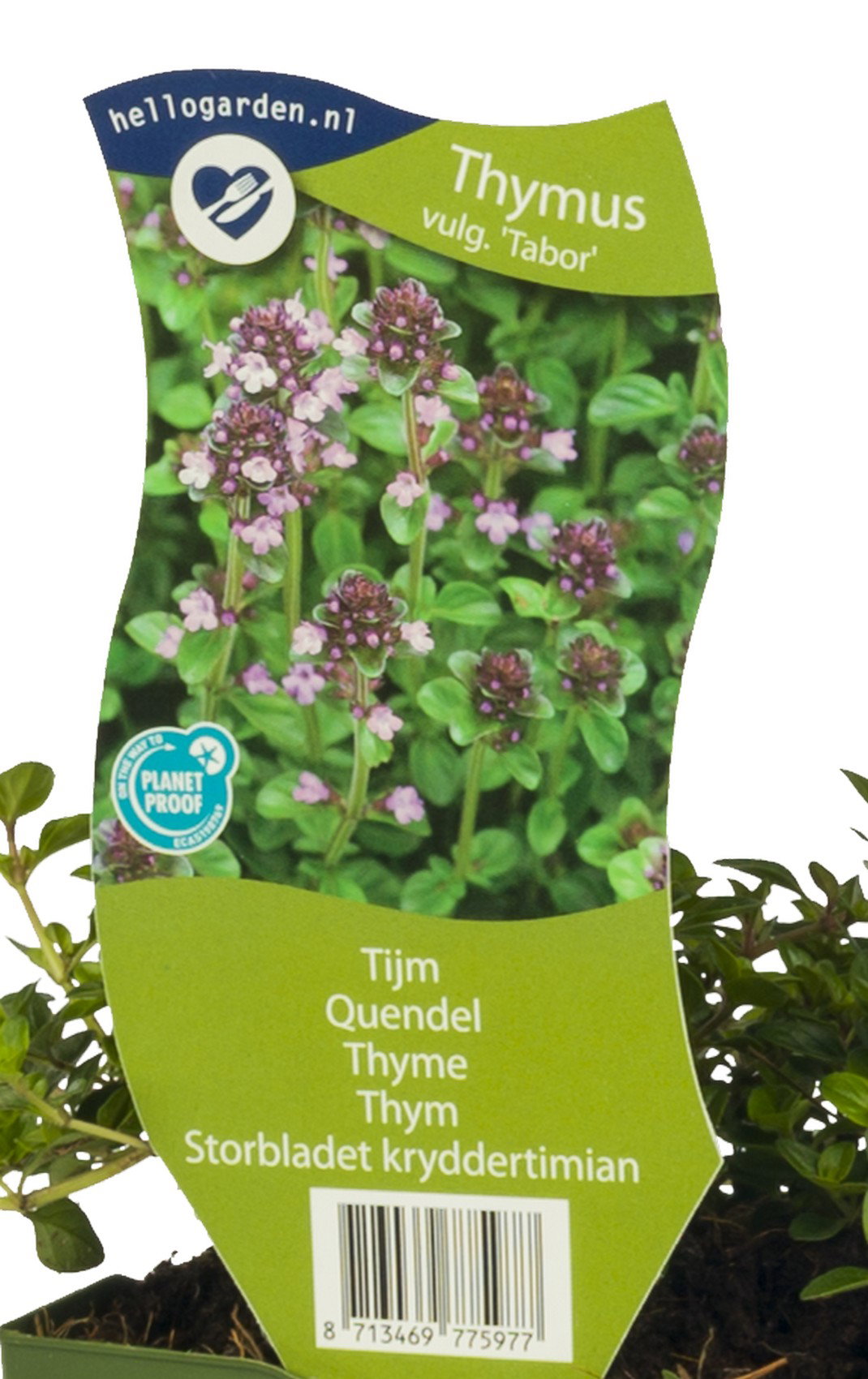 Tijm kruid Thymus vulgare Tabor Griffioen - Griffioen