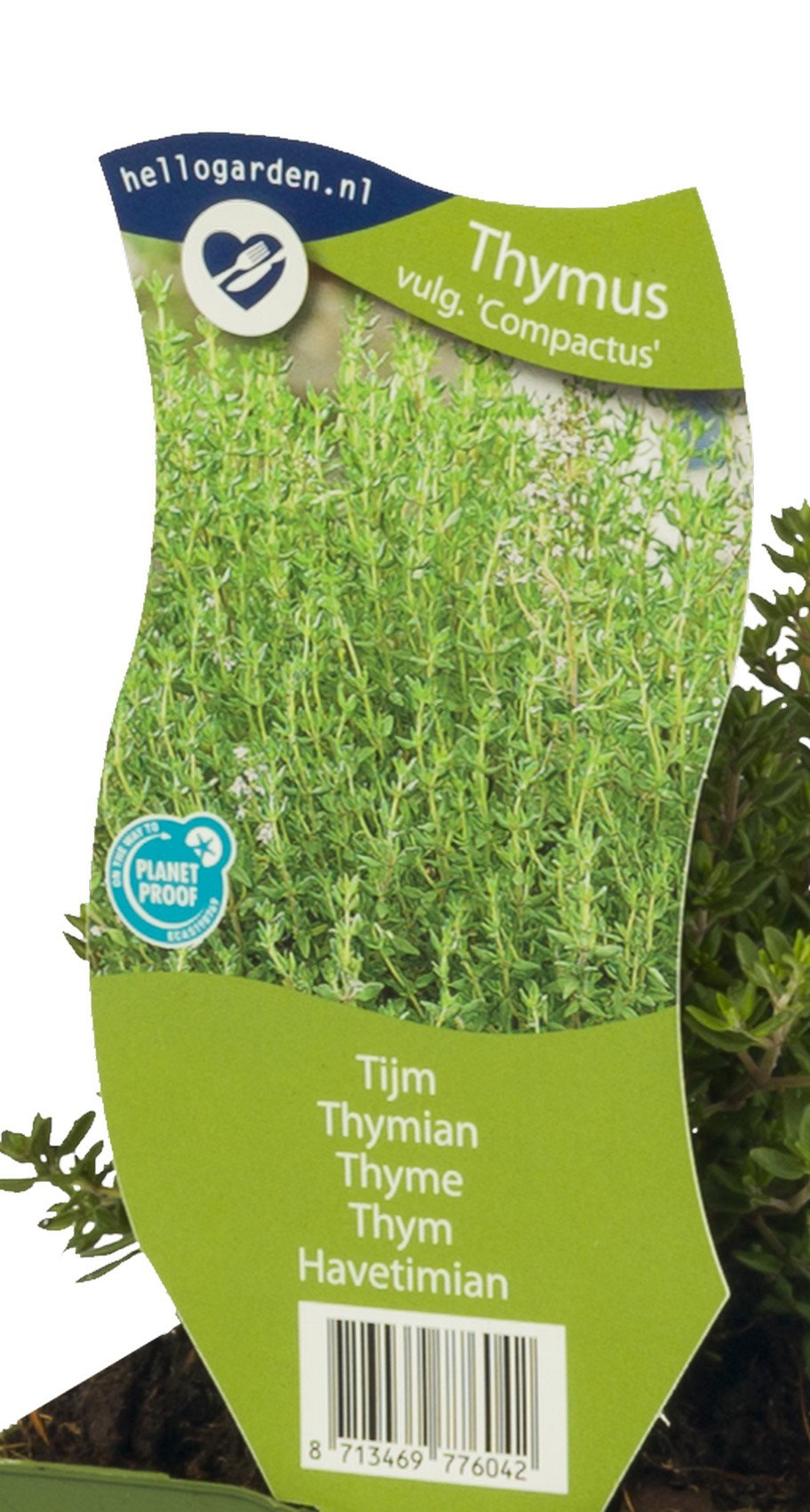 Tijm kruid Thymus vulgare Compactus Griffioen - Griffioen