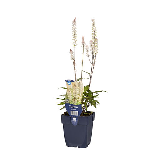 https://cdn.warentuin.nl/media/catalog/product/S/C/SCAN8713469776394_01_tiarella_cordifolia_griffioen_6aeb.JPG