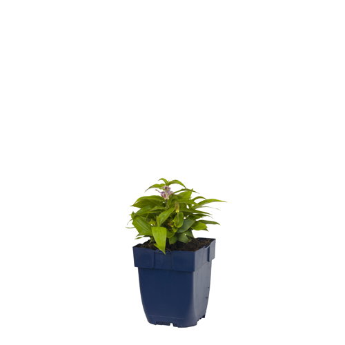 https://cdn.warentuin.nl/media/catalog/product/S/C/SCAN8713469779449_tricyrtis_hirta_griffioen_7040.jpg
