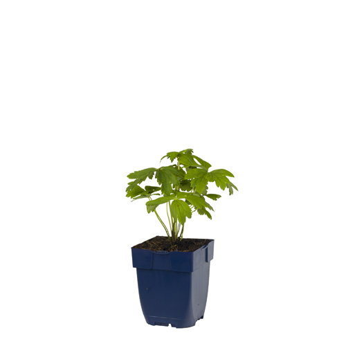 https://cdn.warentuin.nl/media/catalog/product/S/C/SCAN8713469783224_trollius_orange_princess_griffioen_5fe3.jpg