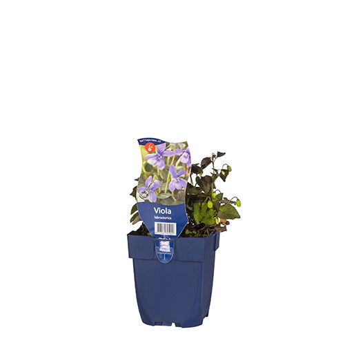 https://cdn.warentuin.nl/media/catalog/product/S/C/SCAN8713469795029_01_viola_labradorica_griffioen_1ac9.JPG