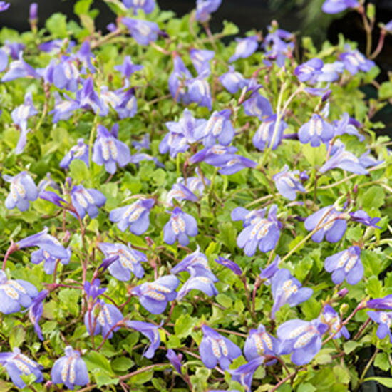 https://cdn.warentuin.nl/media/catalog/product/S/C/SCAN8713469809788_moerings_planten_mazus_reptans_blauw_planten_in_9c8a.jpg