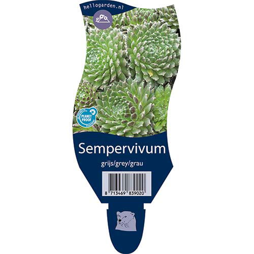 Sempervivum Grijs/Grey/Grau - Griffioen