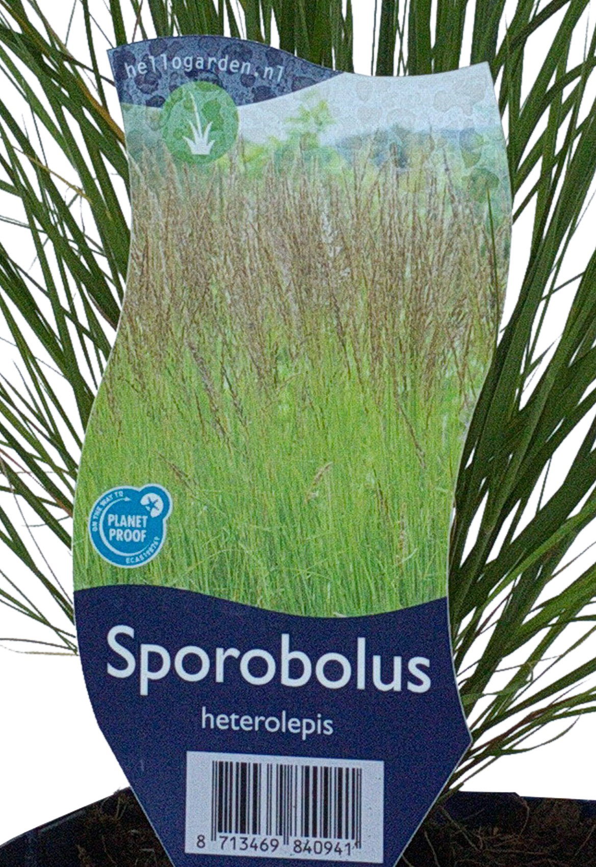 Sporobolus heterolepis Griffioen - Griffioen