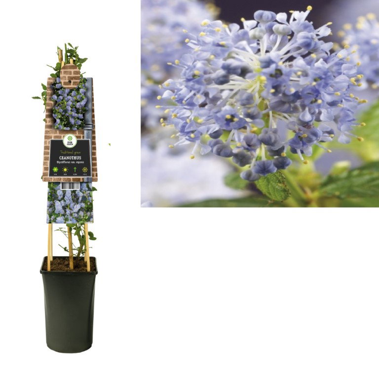Klimplant Ceanothus thyrsiflorus var. repens Amerikaanse sering 75 cm Van der Starre - Van der starre