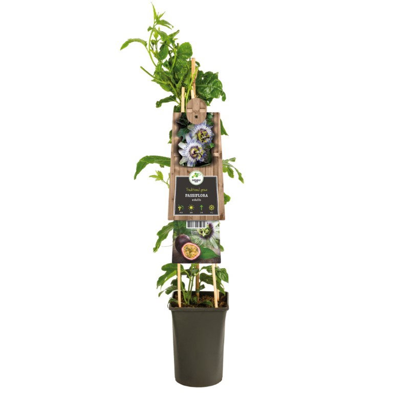 https://cdn.warentuin.nl/media/catalog/product/S/C/SCAN8714339275030_klimplant_passiflora_edulis_passiebloem_75_cm_c987.JPEG