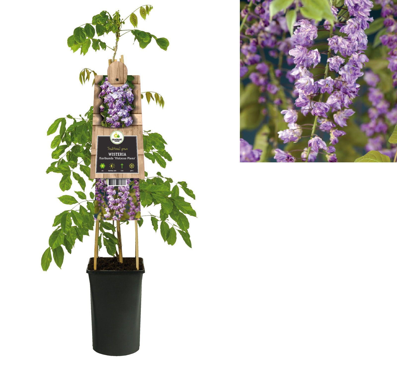 https://cdn.warentuin.nl/media/catalog/product/S/C/SCAN8714339276037_klimplant_wisteria_floribunda_violacea_plena_japanse_blauwe_r_ef24.jpeg