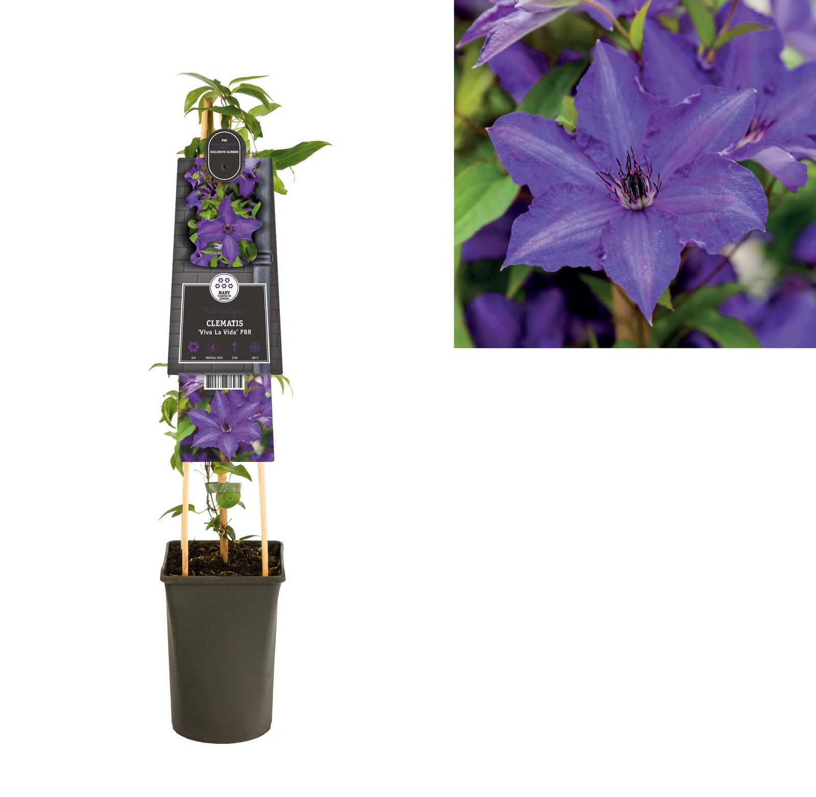 Van der starre Klimplant Clematis Viva La Vida PBR Bosrank 75 cm  - 