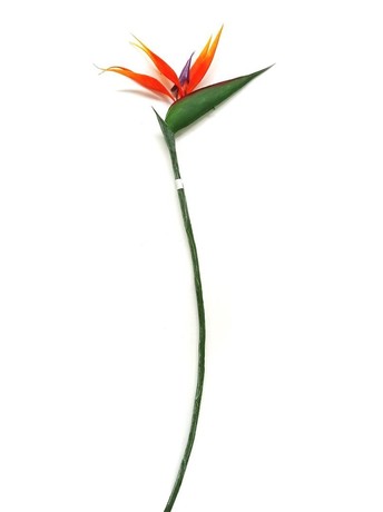 Emerald Paradijsvogelbloem oranje - 