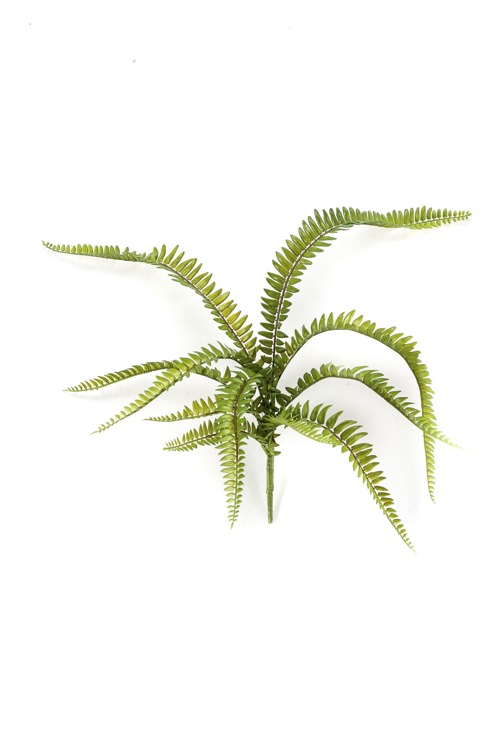 https://cdn.warentuin.nl/media/catalog/product/S/C/SCAN8714344072761_emerald_zijde_planten_fern_bush_x11_green_58_cm_b183.jpg