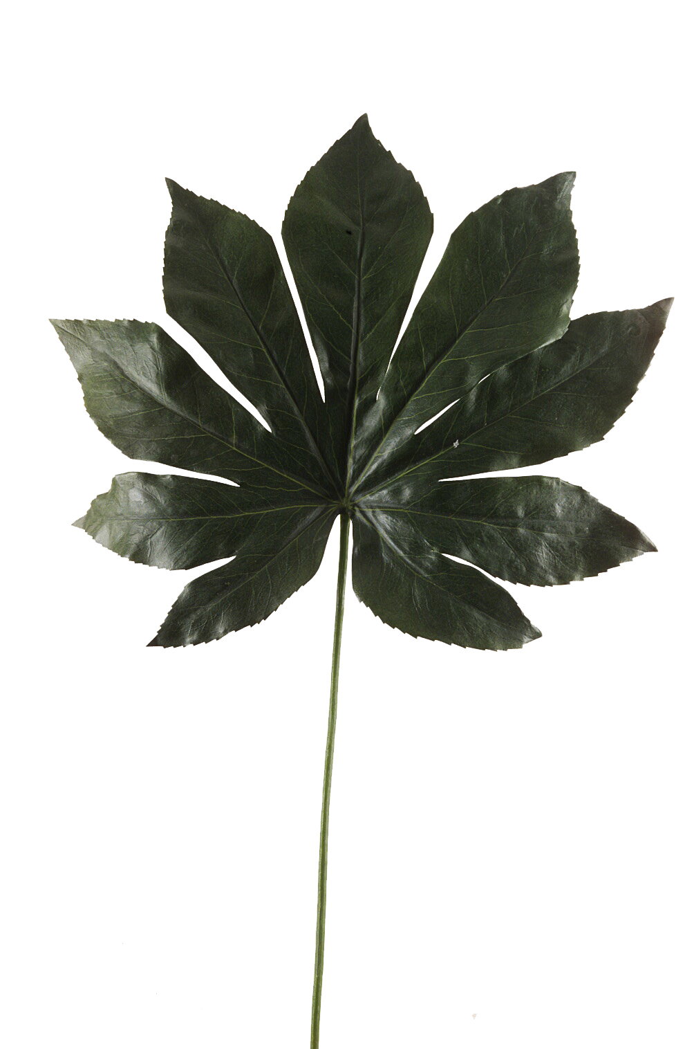 https://cdn.warentuin.nl/media/catalog/product/S/C/SCAN8714344078084_fatsia_leaf_55_cm_kunstplant_emerald_7fa6.jpg