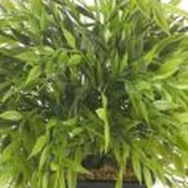 https://cdn.warentuin.nl/media/catalog/product/S/C/SCAN8714344131277_01_emerald_eternal_green_b_v_bamboe_plant_25_cm_in_zinken_pot_3cdf.jpg