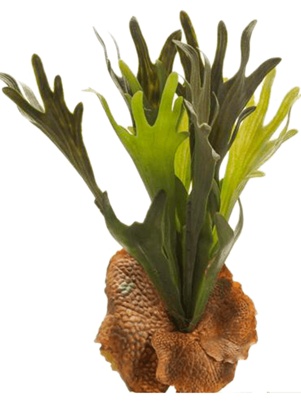 Hertshoorn varen 38 cm kunstbloem zijde nepbloem - Emerald