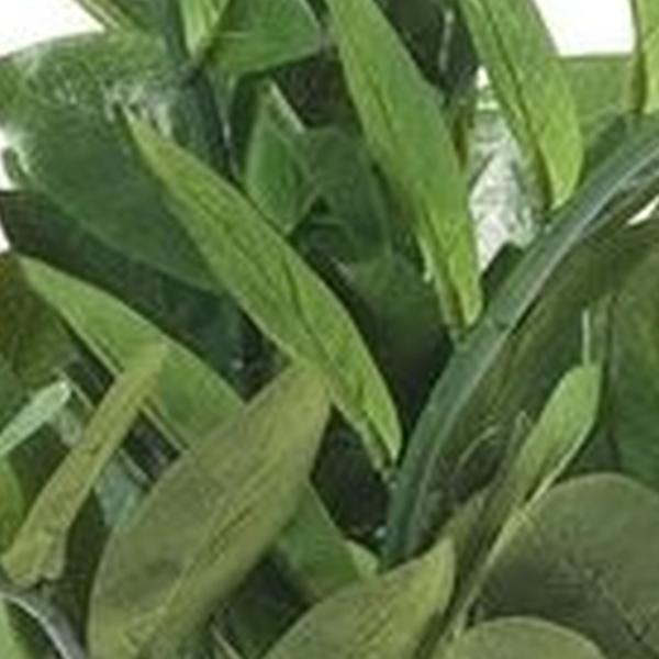 https://cdn.warentuin.nl/media/catalog/product/S/C/SCAN8714344168204_01_zamioculcas_x7_70_cm_116lvs_emerald_fea8.jpg
