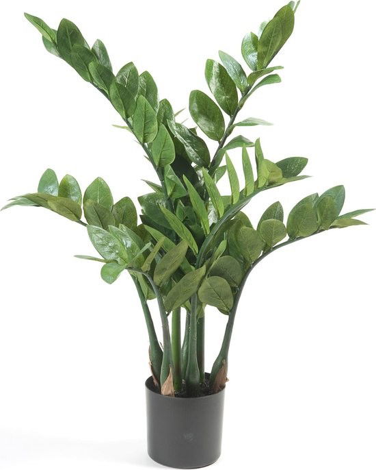 https://cdn.warentuin.nl/media/catalog/product/S/C/SCAN8714344168204_zamioculcas_x7_70_cm_116lvs_emerald_a4ca.jpg