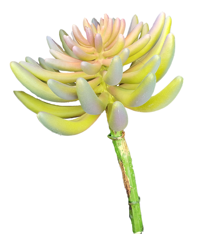 https://cdn.warentuin.nl/media/catalog/product/S/C/SCAN8714344235807_kunst_sedum_rupestre_plant_14_cm_green_buitengewoon_de_boet_821b.png