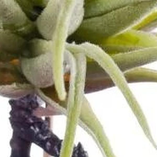 https://cdn.warentuin.nl/media/catalog/product/S/C/SCAN8714344247336_01_tillandsia_rubra_12_cm_lt_green_emerald_17e5.jpg