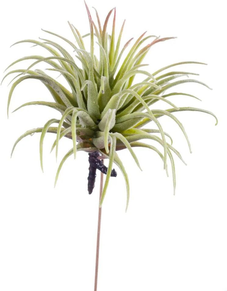 https://cdn.warentuin.nl/media/catalog/product/S/C/SCAN8714344247336_tillandsia_rubra_12_cm_lt_green_emerald_f259.jpg