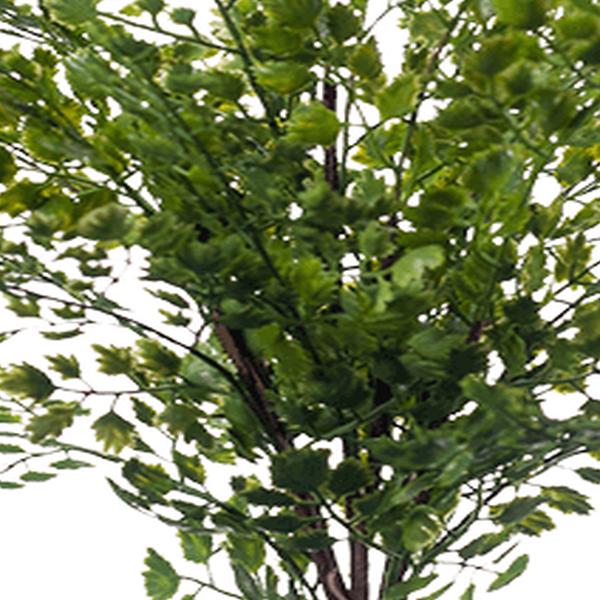 https://cdn.warentuin.nl/media/catalog/product/S/C/SCAN8714344252217_01_emerald_eternal_green_fern_adianthum_bush_40_cm_green_emer_c23d.jpg