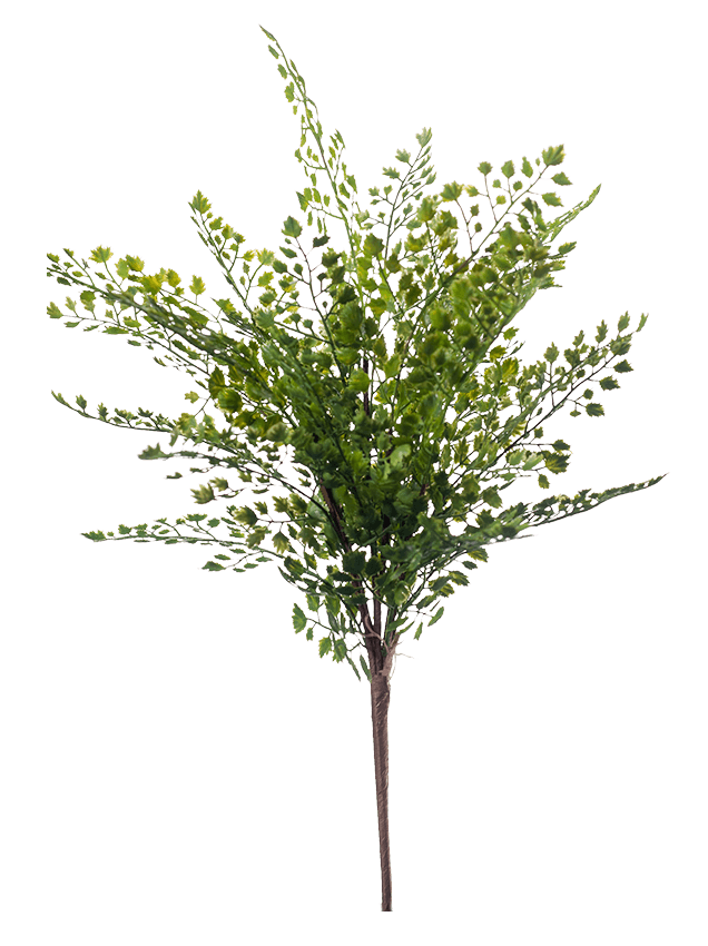 https://cdn.warentuin.nl/media/catalog/product/S/C/SCAN8714344252217_emerald_eternal_green_fern_adianthum_bush_40_cm_green_emerald_d114.png