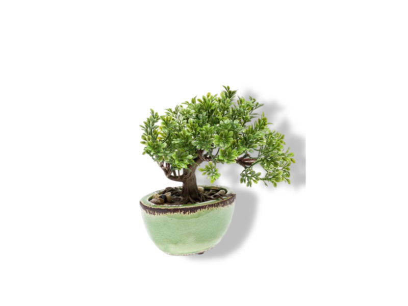 https://cdn.warentuin.nl/media/catalog/product/S/C/SCAN8714344265125_01_driesprong_collection_zijdeplant_mini_bonsai_ed34.jpg