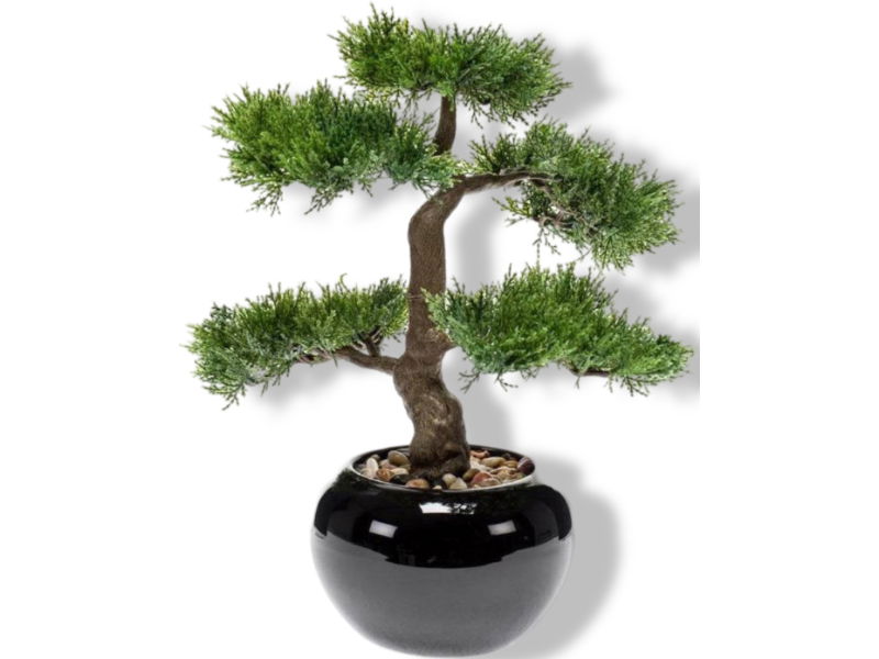 https://cdn.warentuin.nl/media/catalog/product/S/C/SCAN8714344265194_01_driesprong_collection_zijdeplant_mini_bonsai_4d15.jpg