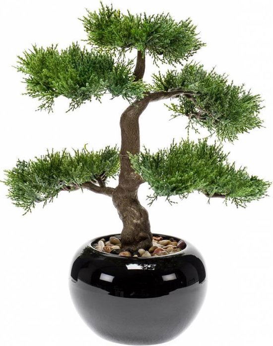 https://cdn.warentuin.nl/media/catalog/product/S/C/SCAN8714344265194_de_driesprong_bonsai_zijdeplant_mini_bonsai_eff3.jpeg