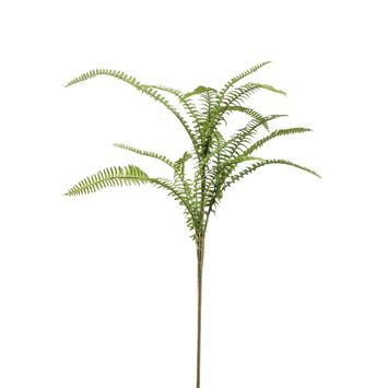 https://cdn.warentuin.nl/media/catalog/product/S/C/SCAN8714344267174_emerald_eternal_green_b_v_fern_boston_mix_spray_60_cm_43cd.jpeg