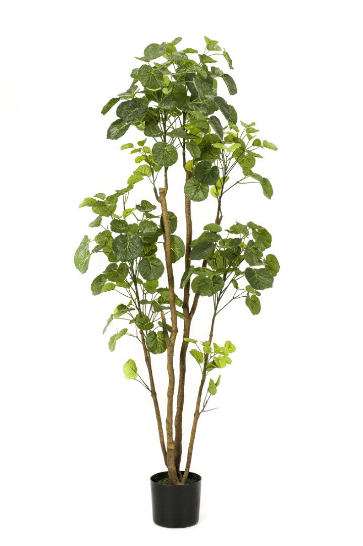 Polyscias tree 160 cm kunstplant Emerald - Emerald
