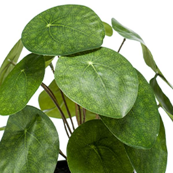 https://cdn.warentuin.nl/media/catalog/product/S/C/SCAN8714344288650_01_emerald_eternal_green_b_v_pilea_bush_22_cm_17lvs_in_black__a787.jpg