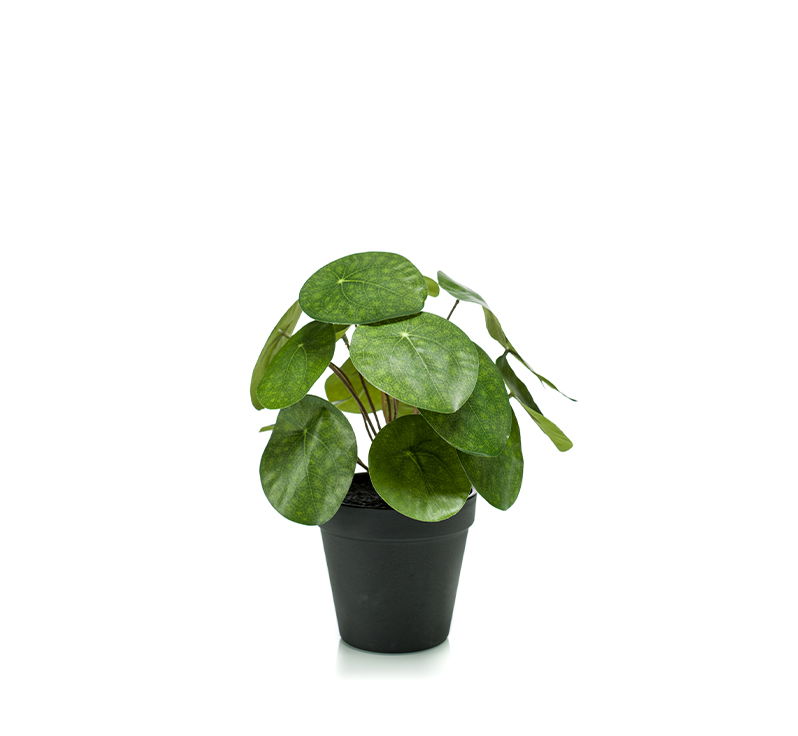 https://cdn.warentuin.nl/media/catalog/product/S/C/SCAN8714344288650_emerald_eternal_green_b_v_pilea_bush_22_cm_17lvs_in_black_pot_6bd7.jpg