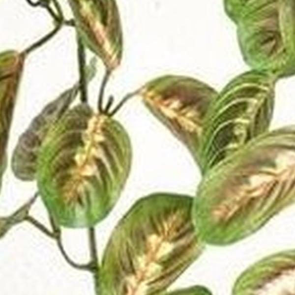 https://cdn.warentuin.nl/media/catalog/product/S/C/SCAN8714344291186_01_maranta_hanging_bush_70_cm_multicolor_emerald_d35f.jpg