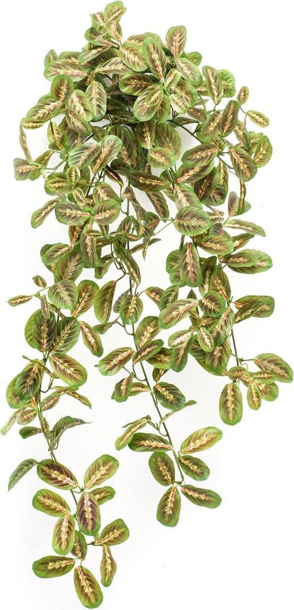 https://cdn.warentuin.nl/media/catalog/product/S/C/SCAN8714344291186_maranta_hanging_bush_70_cm_multicolor_emerald_5b67.jpg