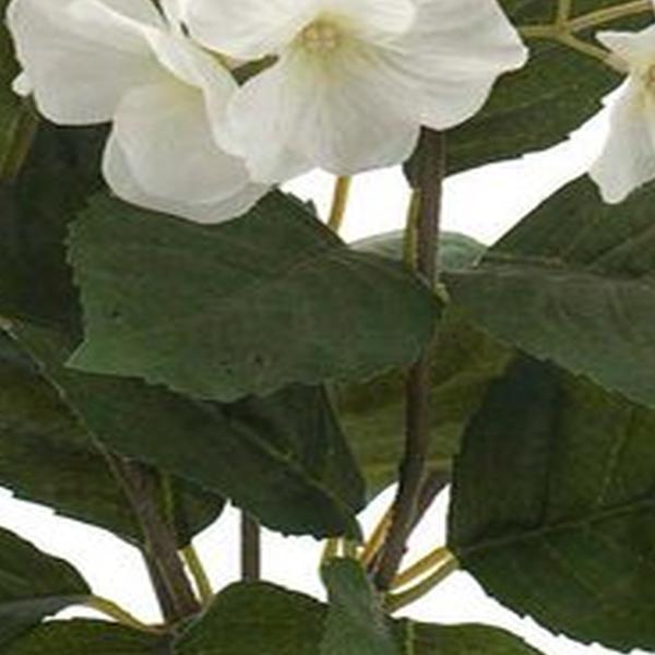 https://cdn.warentuin.nl/media/catalog/product/S/C/SCAN8714344298857_01_emerald_eternal_green_b_v_hydrangea_bush_x5_sterren_8da9.jpg