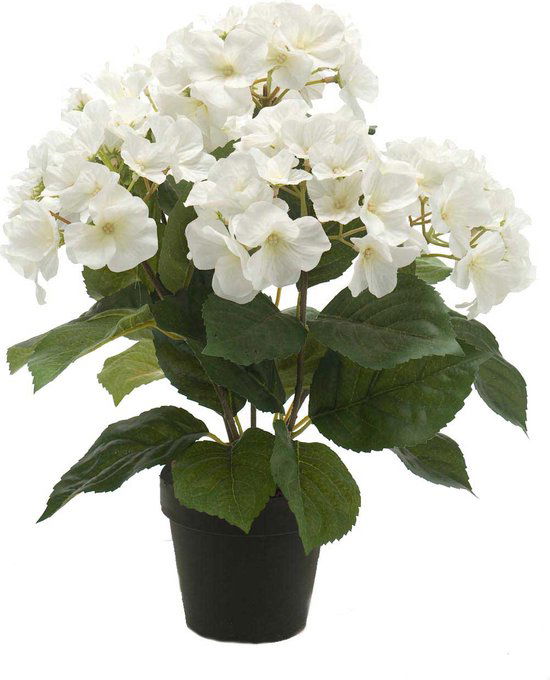 https://cdn.warentuin.nl/media/catalog/product/S/C/SCAN8714344298857_emerald_eternal_green_b_v_hydrangea_bush_x5_sterren_82ba.jpg