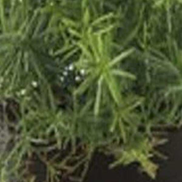 https://cdn.warentuin.nl/media/catalog/product/S/C/SCAN8714344299113_01_emerald_eternal_green_b_v_asparagus_bush_10_cm_lt_green_in_b7f2.jpg
