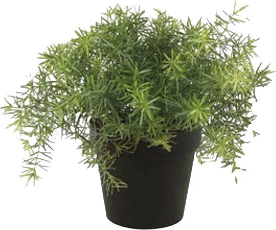https://cdn.warentuin.nl/media/catalog/product/S/C/SCAN8714344299113_emerald_eternal_green_b_v_asparagus_bush_10_cm_lt_green_in_bl_11ef.jpg