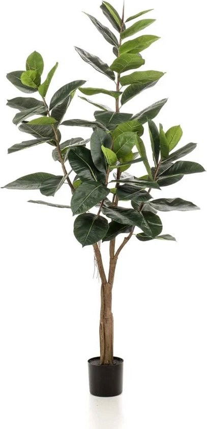 Emerald Ficus elastica tree 65lvs/180 cm - 