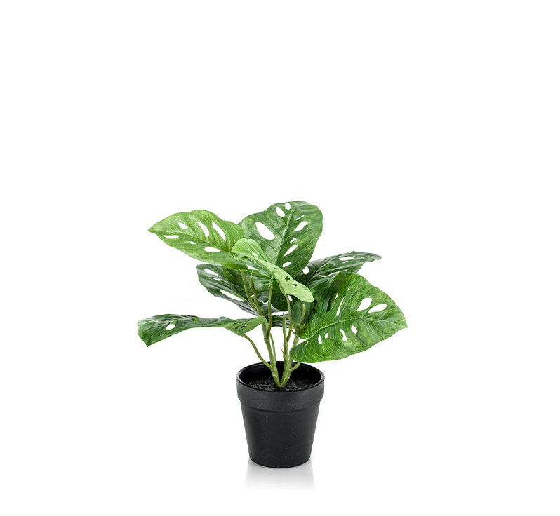 https://cdn.warentuin.nl/media/catalog/product/S/C/SCAN8714344326307_emerald_zijde_planten_monstera_monkey_bush_gree_5c1f.jpg